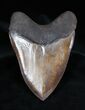 Massive/Sharp Inch Georgia Megalodon Tooth #1656-2